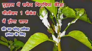 2 सेकंड में मीलिबग खत्म करने का तरीका  Mealybug Treatment on Hibiscus  Mealybug Control instantly [upl. by Esnohpla]