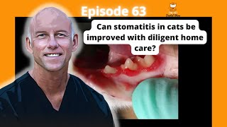 Ep 63 Can stomatitis in cats be improved with diligent home care Discussion on refractory cases [upl. by Dietsche]