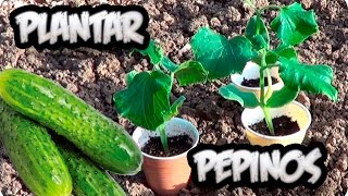 Como Plantar Pepinos En El Huerto  Cultivo Del Pepino  La Huertina De Toni [upl. by Josler]