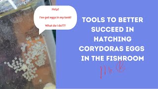 Tools to better succeed in hatching Corydoras in the fishroom [upl. by Orlena]