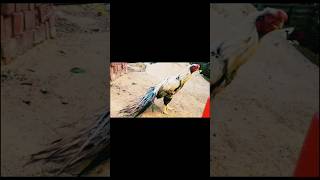 Parrot beak aseel murga [upl. by Eizzik]