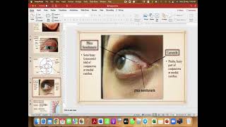 Conjunctiva anatomy amp infections [upl. by Swehttam]