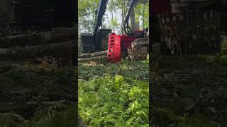 Timberpro 735D harvesting timber sustainably forestry logging timberpro logmax processor CTL￼ [upl. by Zippel]