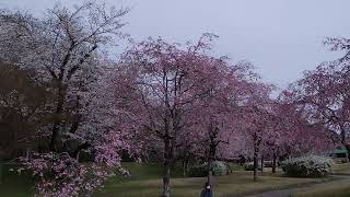 豊田市 水源公園 桜🌸 [upl. by Yatnahs]