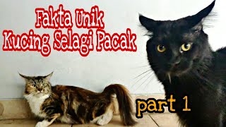 Fakta Menarik Kucing Ketika Pacak [upl. by Nylhtac]