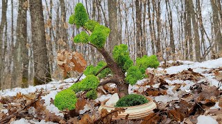 CUM SA FACI UN BONSAI DIN LICHENI STABILIZATI  DIY [upl. by Llyrad]