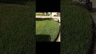 Robot Lawn Mower Machine [upl. by Chas]