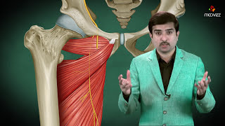 Obturator nerve Anatomy Animation  Origin Course  Innervation and Clinical application [upl. by Cordle]