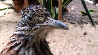 WELTVOGELPARK WALSRODE [upl. by Jourdain193]