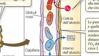 Scambio di gas negli alveoli polmonari [upl. by Nwahshar270]