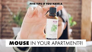 What to do if you have a mouse in your apartment  Kara Isabella [upl. by Valentia]