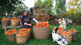 From Tree to Table Persimmon Harvest Drying amp Pie Recipe [upl. by Oliy997]