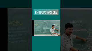 Rhodopsin cycle eye retina opthalmology medicaleducation biology nursing physiology newsong [upl. by Hendrik]