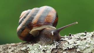 The Secret Life of Snails 10 Unbelievable Facts You Didnt Know [upl. by Gaillard]