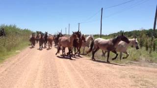 Parte de la caballada de Animales Sin Hogar camino al nuevo campo arrendado 27 de enero 2013 [upl. by Pages]