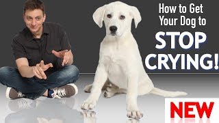 How to Get Your Puppy To Stop Crying and Whining [upl. by Muldon]