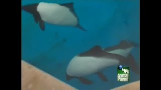 Thats My Baby  Betsey the Commersons Dolphin [upl. by Champagne553]