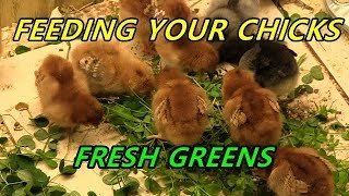 Feeding your chicks fresh greens  Natural probiotics and pasty butt prevention [upl. by Alejo226]