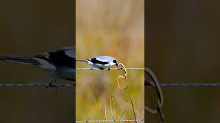 Why is this bird trapping the snake in its sharp thorns shorts [upl. by Penn690]