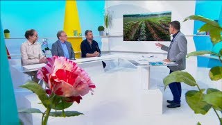 Lunique rosiériste de Bourgogne  invité de 9H50 le matin [upl. by Ytsirhk]