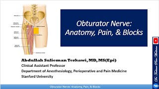 Obturator nerve Anatomy Pain and Block [upl. by Leachim]