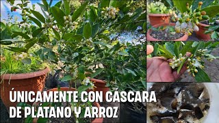 como tener miles de flores en tus limoneros usando Te de CÁSCARAS DE PLÁTANO [upl. by Notliw]