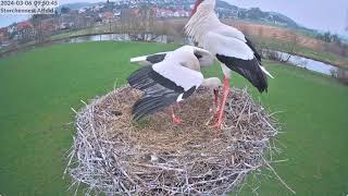 Storchennest Alfeld Leine  Alles wieder gut in Alfeld  06032024 [upl. by Grayson]