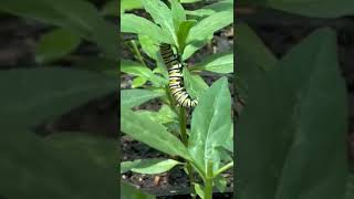 Monarch butterfly caterpillar [upl. by Tremml]