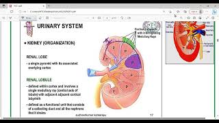 UGS Histology  The Urinary System  Mutah [upl. by Herrah332]