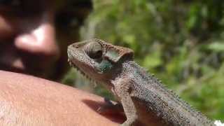 Drakensberg Dwarf Chameleon Bradypodion dracomontanum [upl. by Ybor767]