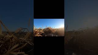 First video geese hunting shootemup [upl. by Hilario]