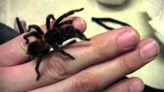 Review for Jamies Tarantulas [upl. by Karine]