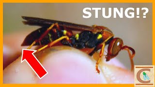 STUNG By a Paper Wasp  How Aggressive ARE They Really [upl. by Fifine]