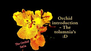 Orchid introduction  The tolumnias D [upl. by Inalaehon]