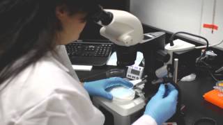 Zebrafish Microinjection Video  Condensed Version [upl. by Venterea]