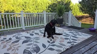 Quick Carpet Cleaning with Baking Soda [upl. by Airot]