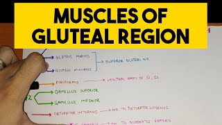 Gluteal Region  1  Muscles with their Nerve Supply and Action [upl. by Anec140]