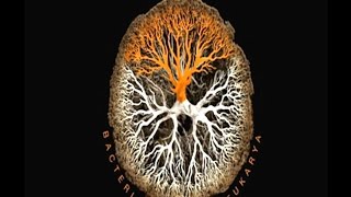 Species Bacteria Archaea Eukarya Species 33mn 460p LUCA classification of animals amp plants 1 [upl. by Namwen]