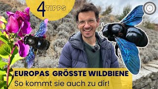 BLAUSCHWARZE HOLZBIENE  🐝 Meine Top Tipps [upl. by Suriaj602]