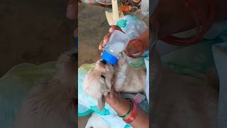 Puppy🐶ku feed😵pandradhukula oru vazhi aagitom shorts trending viralshort puppy [upl. by Devondra655]