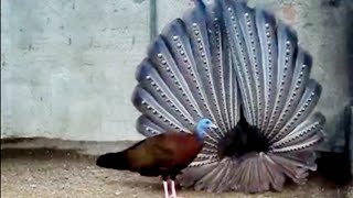 Great Argus pheasant Mating dance [upl. by Eimor]