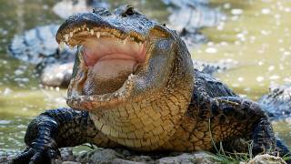 Alligator eats Python 03 Time Lapse Speed 05 [upl. by Ofella]