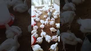 How Vaccination affects the growth rate of poultry birds sidehustleideas poultrykeeping [upl. by Zoila]