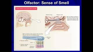 28 4 2020 Physiology Olfaction Sense of smell [upl. by Aeslehs]