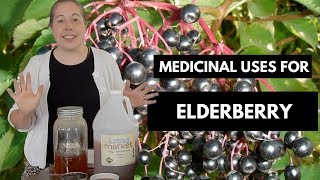 Using and Growing Elderberries  Flowers [upl. by Blake870]