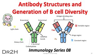 DrHongs Immunology Lecture 08 Antibody Structure and the Generation of B cell Diversity [upl. by Christye923]