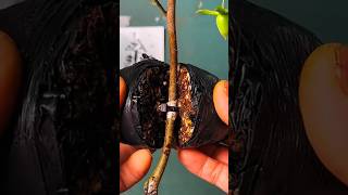 Propagation Trees By Air Layering Using Tissue Papper and Cocopeat shorts propagation trees [upl. by Erica903]