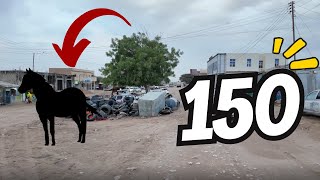 WADADA 150 KA HARGEISA 2024 [upl. by Ferrel]