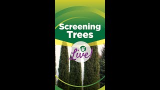 TLC Live  Screening Trees [upl. by Anyah6]