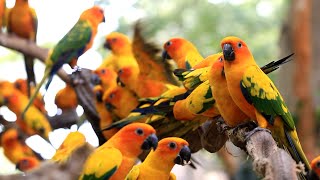 Sun Conure Parrot  Documentary  4K Ultra HD [upl. by Otter171]